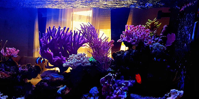 Petonus Meerwasseraquarium-Komplettset