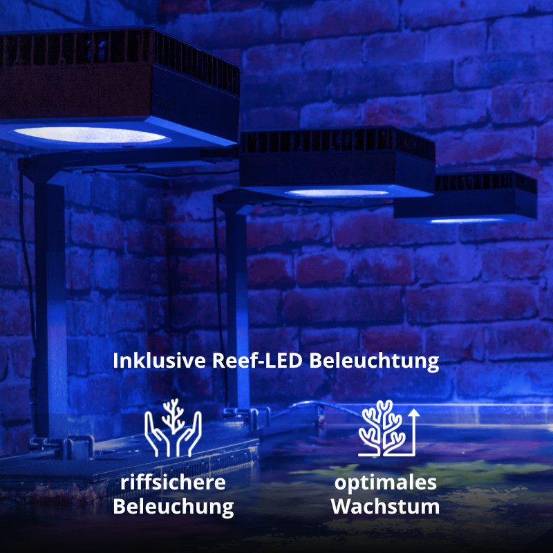 Deluxe Version mit ReefLED Beleuchtung
